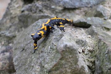 Fire salamander on stone near ruins of Starhrad castle in Žilina region, Slovakia