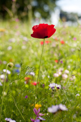 Klatschmohn rot auf bunter Sommerwiese, Blüte und Frucht. Hintergrund Wiese, Wald