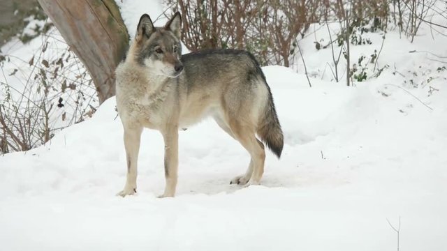 gray wolf stares ,  slow motion