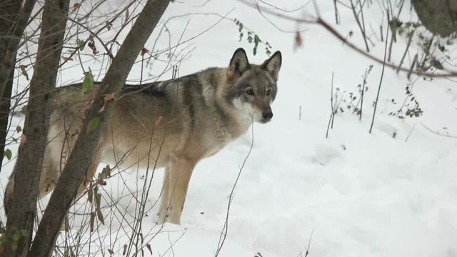 wolf stares ,  slow motion