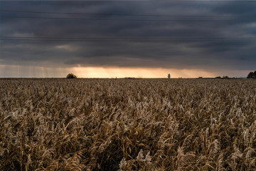 Landscape shot over field of long grass and wheat with sun rays breaking through an overcast sky with tree and light house sitting on the horizon
