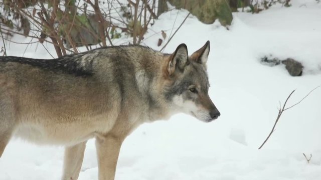 wolf looking in the winter forest, slow motion