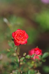 Autumn roses in various varieties