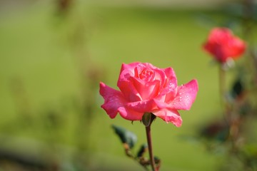 Fototapeta premium Autumn roses in various varieties