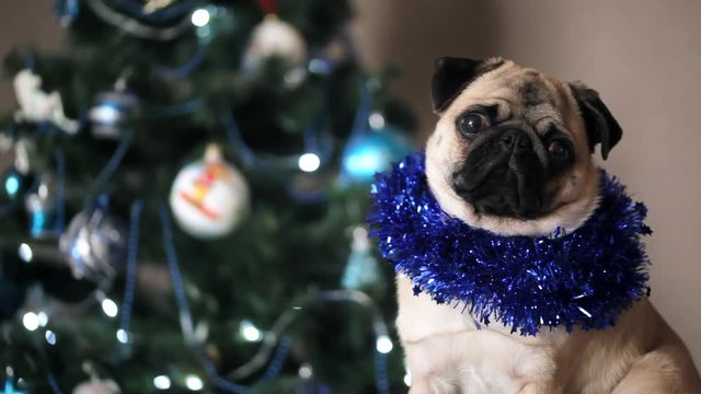 Cute pug dog in Christmas suit looking at camera and turns his head on Christmas tree background. Happy Christmas and new year concept.