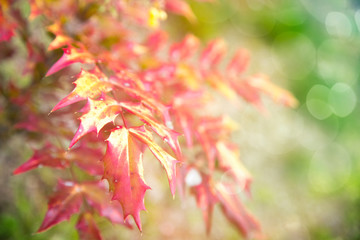 Beautiful Red Leaves in a Branch