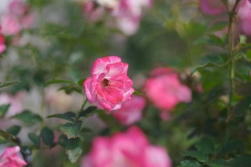 Autumn roses in various varieties