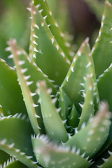 Cactus shot from above