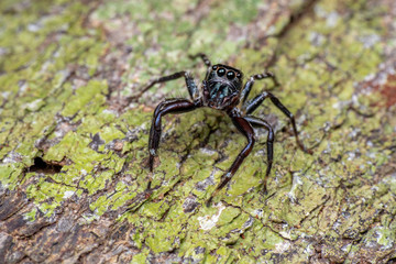 Jumping spider (Salticidae) hunting on tree bark in tropical rainforest, Queensland, Australia