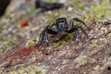 Jumping spider (Salticidae) hunting on tree bark in tropical rainforest, Queensland, Australia