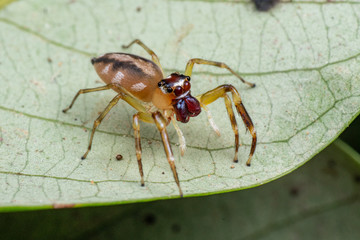 Beige spotted jumping spider (Salticidae) hunting on a leaf in tropical rainforest, Queensland, Australia