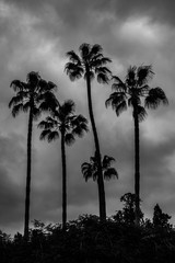 backlight of palm trees over a cloudy sky. black and white image