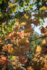 Grape leaves in autumn