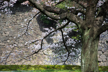 Cherry tree