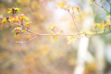 Obraz na płótnie Canvas Cherry blossom in a branch