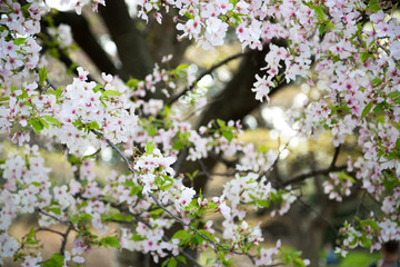 Cherry blossom