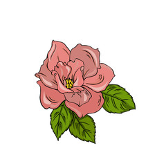 Pink rose with green leaves isolated on white background. Hand drawn vector illustration.