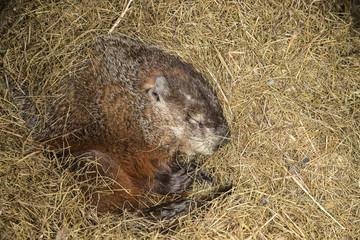 Woodchuck hibernating taken under controlled conditions in Minnesota - obrazy, fototapety, plakaty