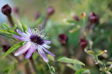 Passionflower
