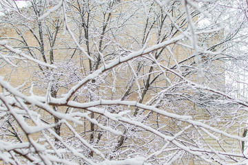 The branches of the tree are covered with snow.