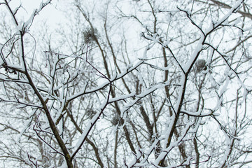 Obraz premium The branches of the tree are covered with snow.