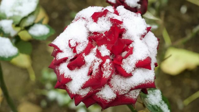 Snowfall. Close-up shot of red rose buds covered in the first snow in november. 4K