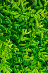 Grüne Teeplantage 