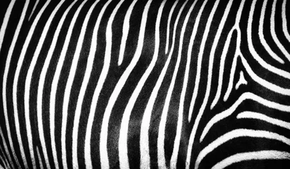 Fotobehang Zwart-wit abstracte gestreepte textuur van wilde zebrahuid © Evgeniya Fedorova