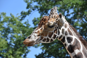 Color portrait of a spotted wild giraffe in profile with tongue close up
