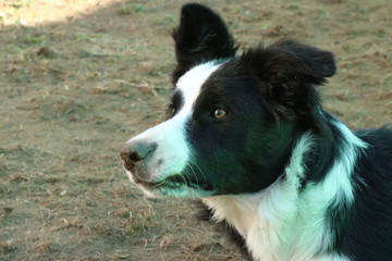 Sguardo attento e concentrato di un giovane border collie