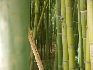 Obraz premium Thick forest of green bamboo, growing in different direction with an orange stick in the center and a sunny brown ground