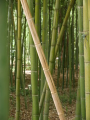 Thick forest of green bamboo, growing in different direction with an orange stick in the center and a sunny brown ground