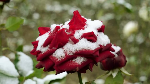 Snowfall. Close-up shot of red rose buds covered in the first snow in november. 4K