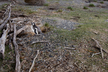 penguin in Ushuaia Argentina 