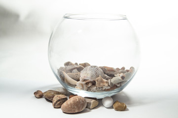 Seashells on a white background