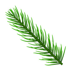 Fir tree branch icon. Realistic illustration of fir tree branch vector icon for web design isolated on white background