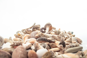 Obraz premium Seashells on a white background