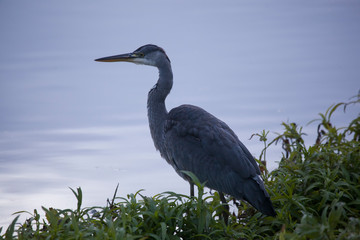 Heron besides water