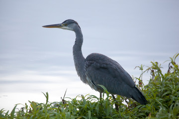 great blue heron