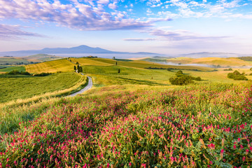 Landscape scenery early in the morning of Tuscany in Italy, with cypresses trees and green field with beautiful colors on summer day, travel destination in Europe - Powered by Adobe