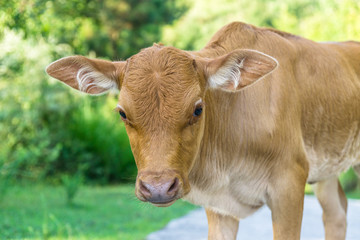 cow on meadow