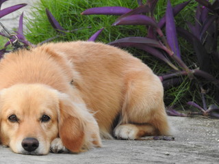 Cute blonde puppy  dog  outdoor grass plants