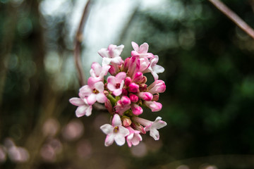 pink flowers of a tree