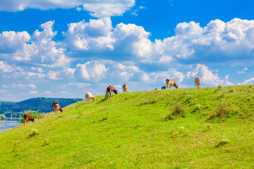 herd of cows grazing on the green hill