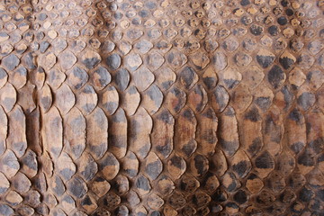 Vintage Close Up Dried Real Snake Skin Python Brown and Black