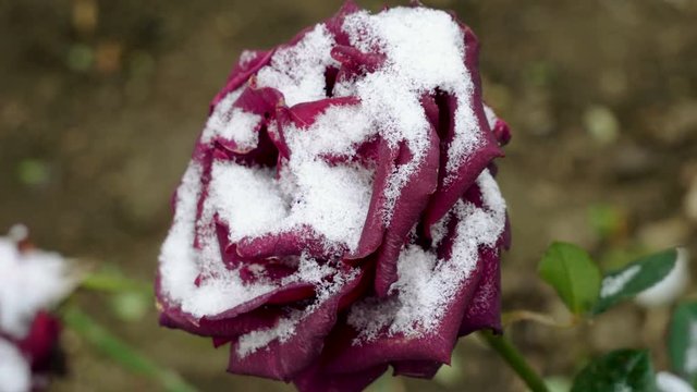 Snowfall. Close-up shot of red rose buds covered in the first snow in november. 4K