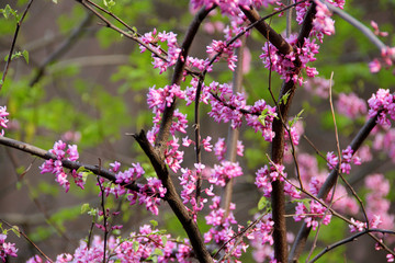 pink tree blossoms in the spring