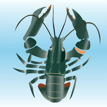  green Shrimp sea  vector illustration. 