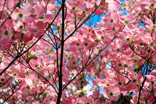 pink tree blossoms in the spring
