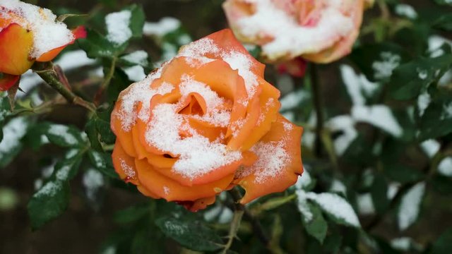Snowfall. Close-up shot of orange rose buds covered in the first snow in november. 4K